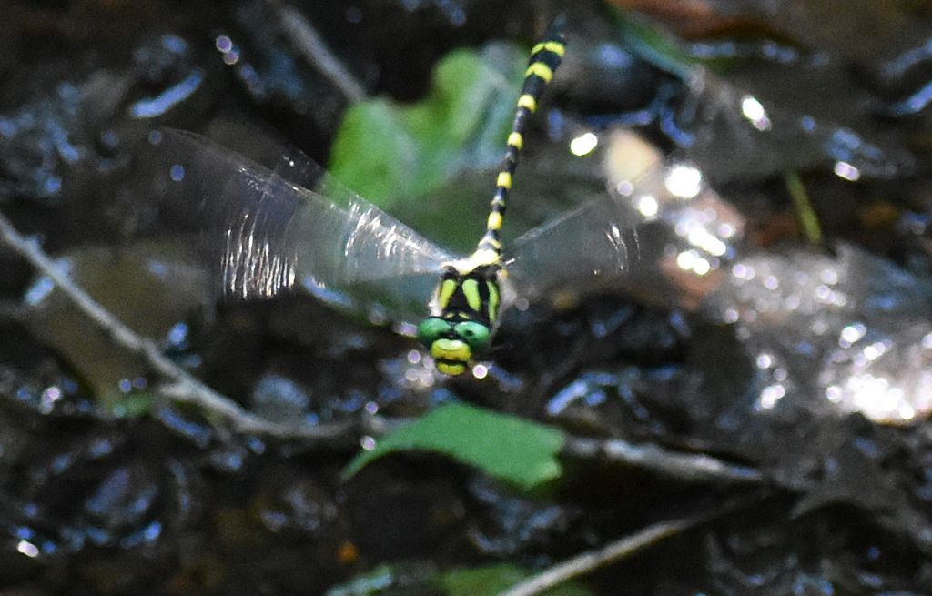 Quale Cordulegaster? Cordulegaster heros